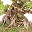 Rhododendron indicum Kaho , 34 cm, ± 35 anni, con fiori multicolori bianchi