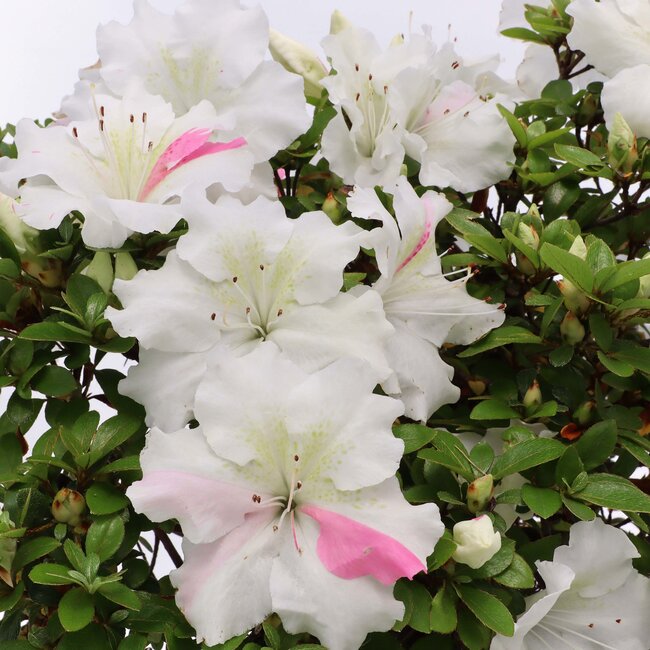 Rhododendron indicum Kaho , 34 cm, ± 35 ans, à fleurs blanches multicolores