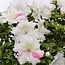 Rhododendron indicum Kaho , 34 cm, ± 35 anni, con fiori multicolori bianchi