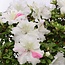 Rhododendron indicum Kaho , 34 cm, ± 35 jaar oud, met witte veelkleurige bloemen