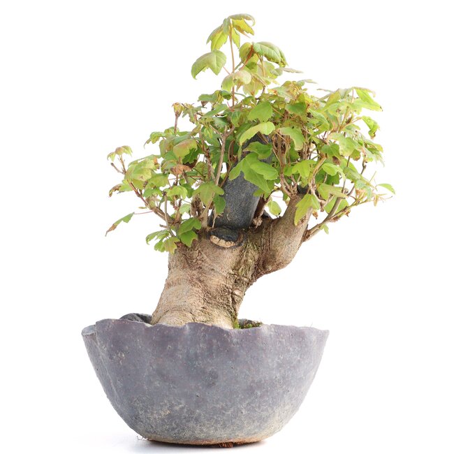 Acer buergerianum, 12 cm, ± 12 jaar oud