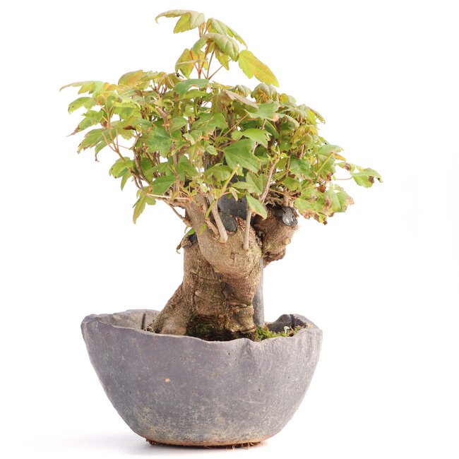 Acer buergerianum, 12 cm, ± 12 años