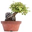 Acer buergerianum, 14,5 cm, ± 8 Jahre alt