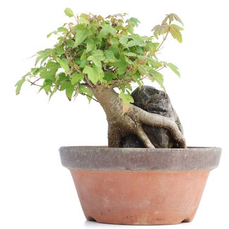 Acer buergerianum, 13 cm, ± 8 Jahre alt