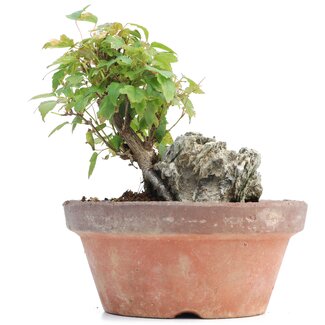 Acer buergerianum, 11,5 cm, ± 8 anni