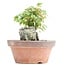 Acer buergerianum, 11,5 cm, ± 8 years old