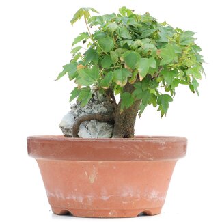 Acer buergerianum, 13 cm, ± 8 anni