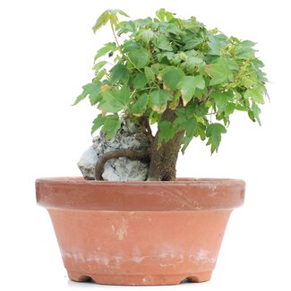 Acer buergerianum, 13 cm, ± 8 ans
