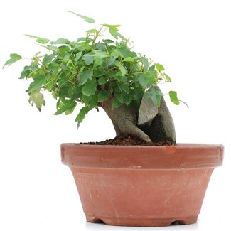 Acer buergerianum, 9 cm, ± 8 anni