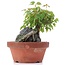 Acer buergerianum, 12 cm, ± 8 years old