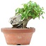 Acer buergerianum, 11,5 cm, ± 8 years old