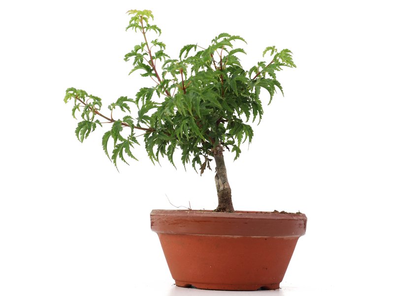 Acer palmatum Shishigashira, 19 cm, ± 4 Jahre alt