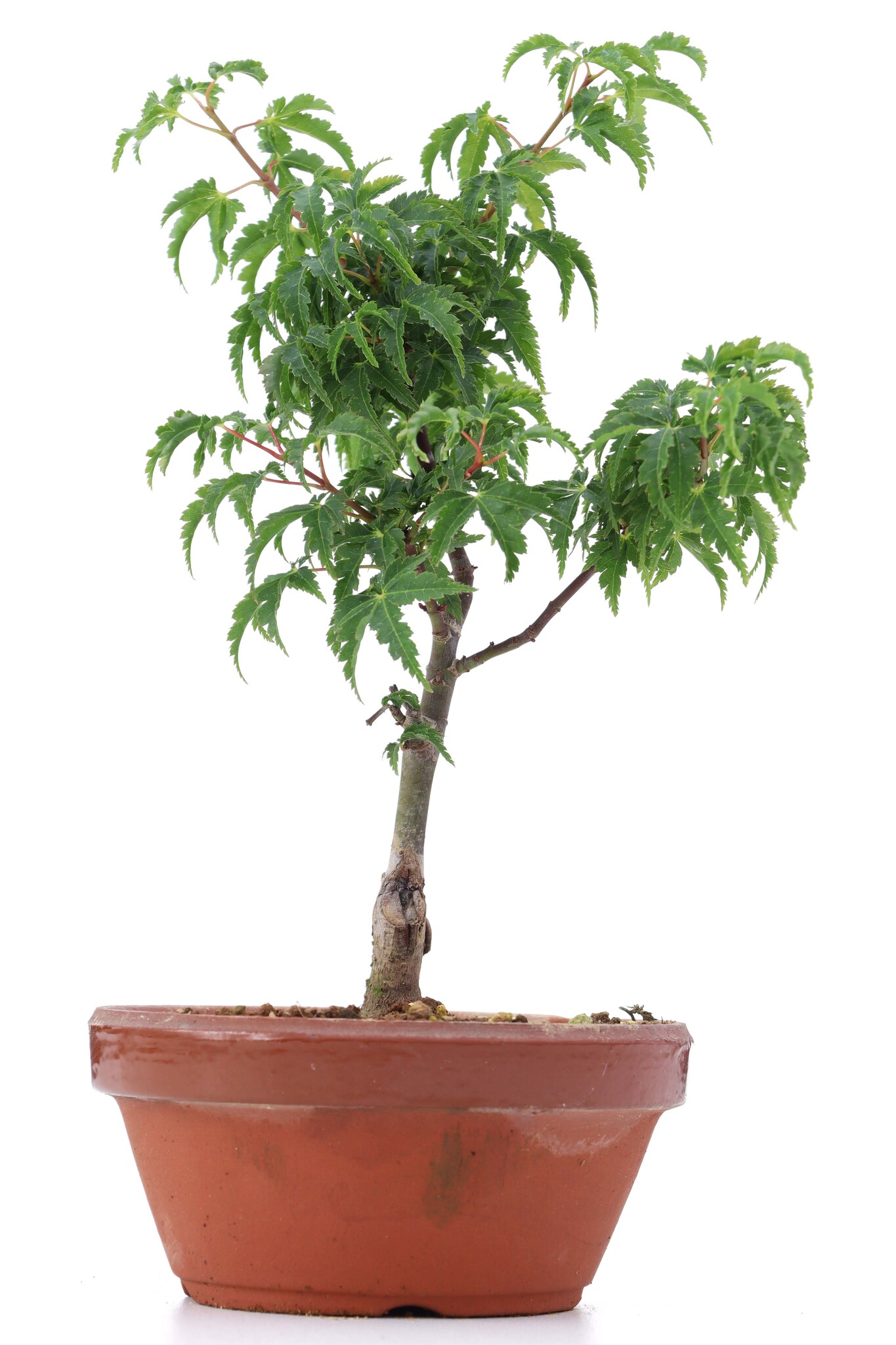 Acer Palmatum 23 Cm 4 Years Old Bonsaiplaza