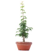 Acer palmatum Shishigashira, 30 cm, ± 4 jaar oud