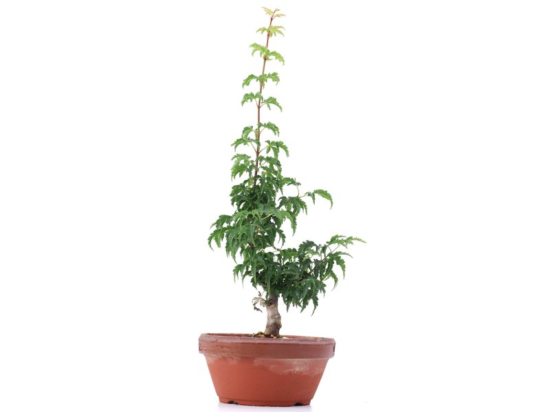 Acer palmatum Shishigashira, 30 cm, ± 4 jaar oud