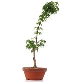 Acer palmatum Shishigashira, 36 cm, ± 4 jaar oud