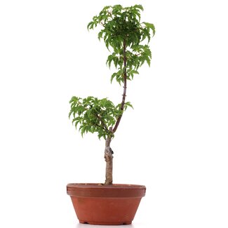 Acer palmatum Shishigashira, 29 cm, ± 4 jaar oud