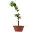 Acer palmatum Shishigashira, 29 cm, ± 4 jaar oud