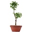 Acer palmatum Shishigashira, 29 cm, ± 4 jaar oud