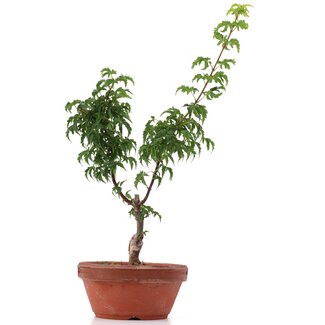 Acer palmatum Shishigashira, 28 cm, ± 4 anni