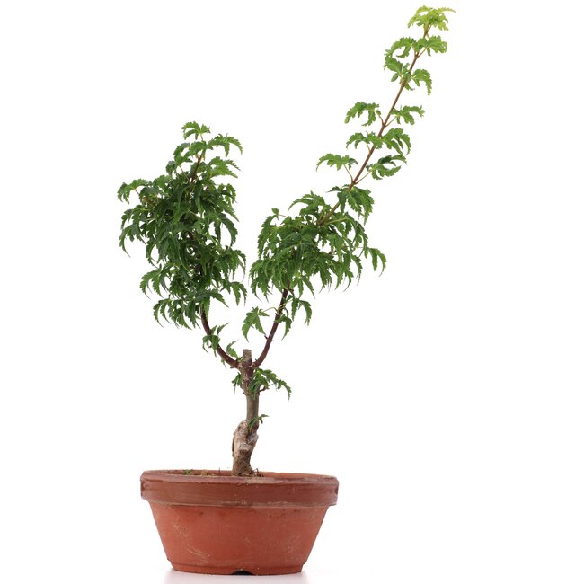 Acer palmatum Shishigashira, 28 cm, ± 4 ans