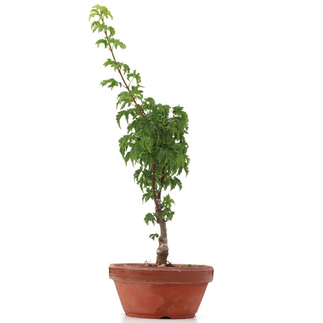 Acer palmatum Shishigashira, 28 cm, ± 4 jaar oud