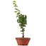 Acer palmatum Shishigashira, 28 cm, ± 4 Jahre alt