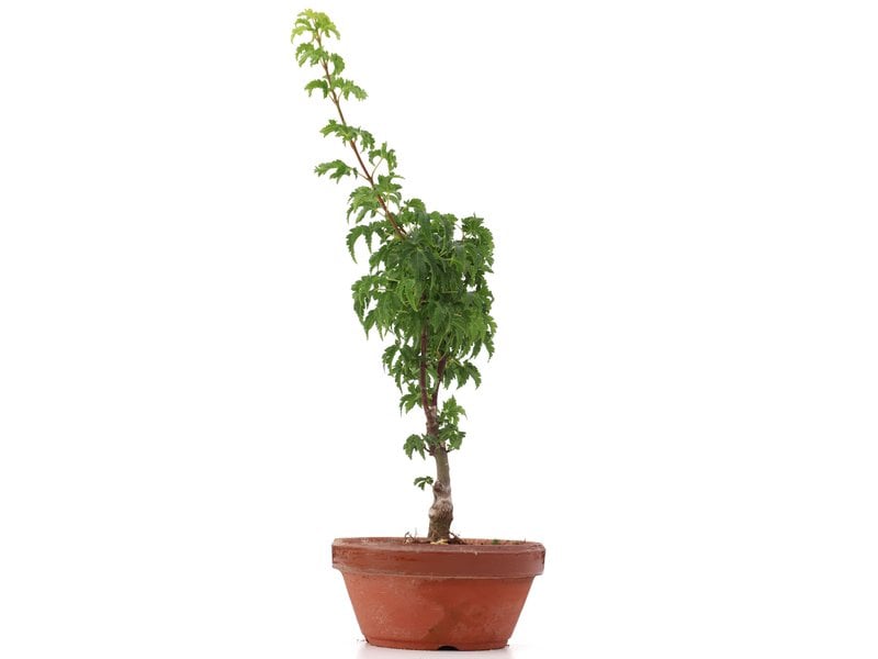 Acer palmatum Shishigashira, 28 cm, ± 4 jaar oud