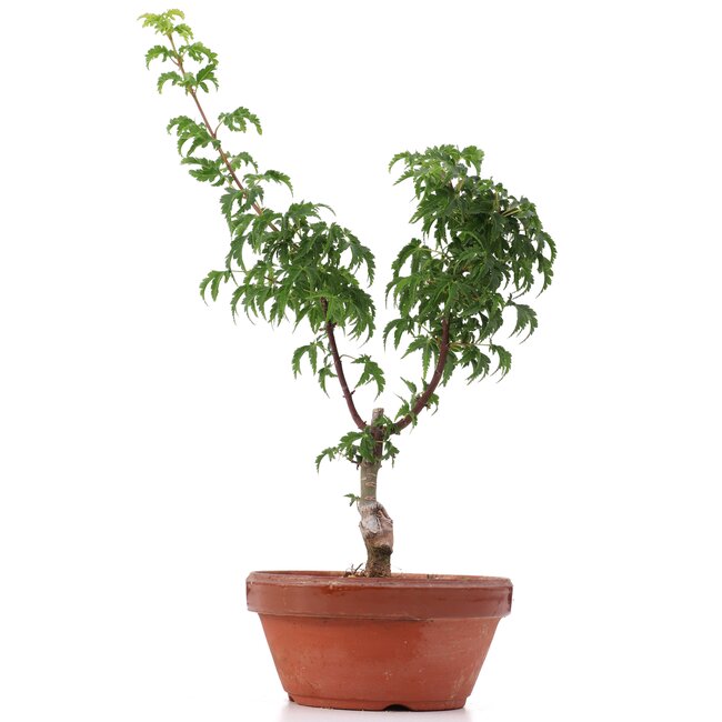 Acer palmatum Shishigashira, 28 cm, ± 4 anni