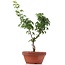 Acer palmatum Shishigashira, 28 cm, ± 4 anni