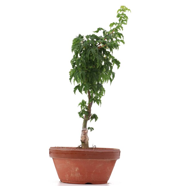 Acer palmatum Shishigashira, 28 cm, ± 4 años