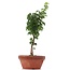 Acer palmatum Shishigashira, 28 cm, ± 4 jaar oud