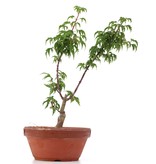 Acer palmatum Shishigashira, 23 cm, ± 4 Jahre alt