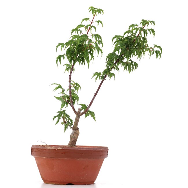 Acer palmatum Shishigashira, 23 cm, ± 4 años