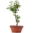 Acer palmatum Shishigashira, 23 cm, ± 4 jaar oud