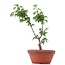 Acer palmatum Shishigashira, 23 cm, ± 4 anni