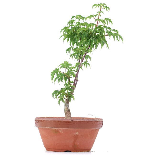 Acer palmatum Shishigashira, 23 cm, ± 4 Jahre alt