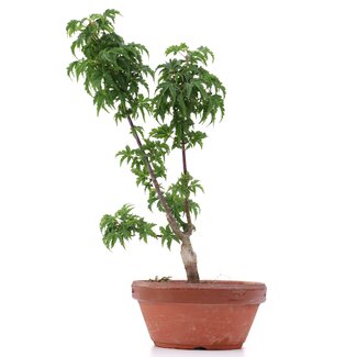 Acer palmatum Shishigashira, 25 cm, ± 4 Jahre alt