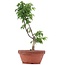 Acer palmatum Shishigashira, 25 cm, ± 4 anni