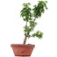 Acer palmatum Shishigashira, 25 cm, ± 4 anni