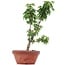 Acer palmatum Shishigashira, 25 cm, ± 4 years old