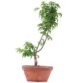 Acer palmatum Shishigashira, 25 cm, ± 4 Jahre alt
