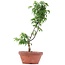 Acer palmatum Shishigashira, 25 cm, ± 4 anni