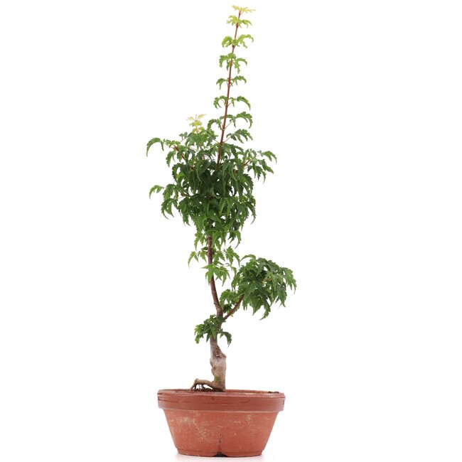 Acer palmatum Shishigashira, 37 cm, ± 4 years old