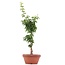 Acer palmatum Shishigashira, 37 cm, ± 4 Jahre alt