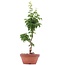 Acer palmatum Shishigashira, 37 cm, ± 4 ans