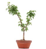 Acer palmatum Shishigashira, 32 cm, ± 4 jaar oud