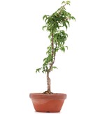 Acer palmatum Shishigashira, 32 cm, ± 4 Jahre alt