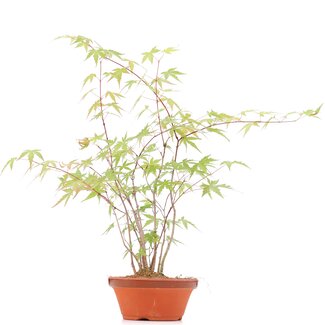 Acer palmatum, 38 cm, ± 5 años