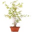 Acer palmatum, 38 cm, ± 5 jaar oud